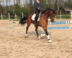 broodmare Perlenglanz (Hanoverian, 2010, from Christ)