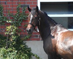 Zuchtstute Lady 1185 (Deutsches Reitpony, 1994)