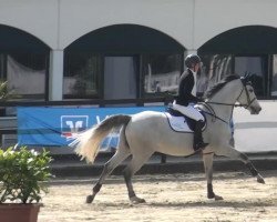 Springpferd Esinko (KWPN (Niederländisches Warmblut), 2009)