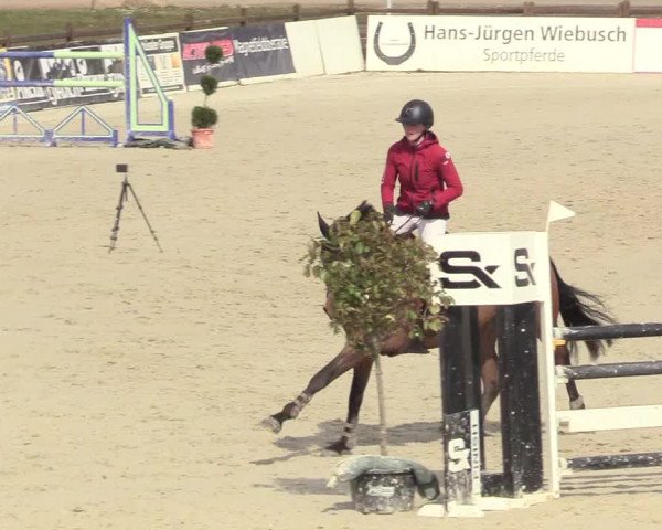 Reitturnier Westergellersen 2021