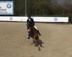 Springpferd Tourwind (Schwedisches Warmblut, 1996)