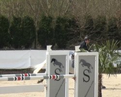 jumper White Boy (KWPN (Royal Dutch Sporthorse), 2003, from Carland)