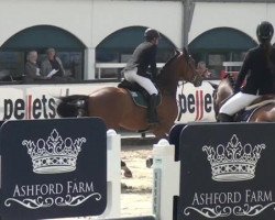 jumper Carassina 6 (Zangersheide riding horse, 2008, from Casall Ask)