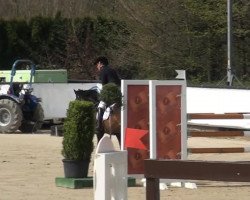 jumper Daisy de Boerendans (Belgian Warmblood, 2003, from Lambada van Berkenbroeck)