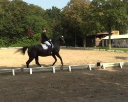 dressage horse Noblesse de laHamente (Belgian Warmblood, 1997, from Damier de Safrais)