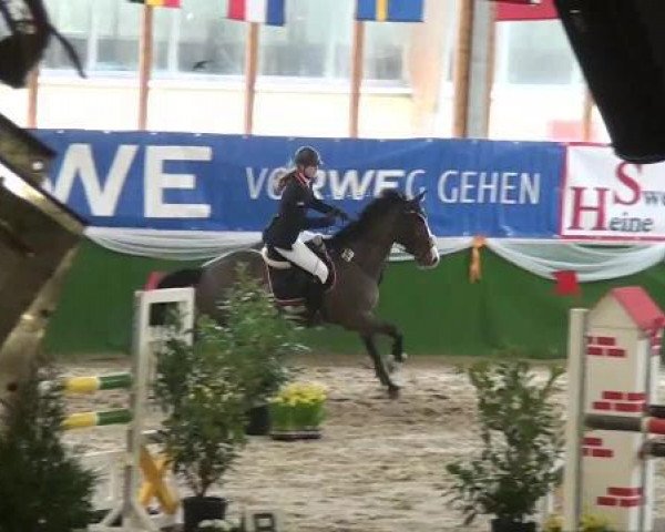 jumper Spacestar (KWPN (Royal Dutch Sporthorse), 1999, from Goodtimes)