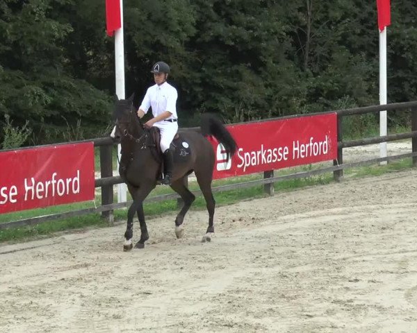 horse Coco Chanel M (Zangersheide riding horse, 1998, from Calvin Z)