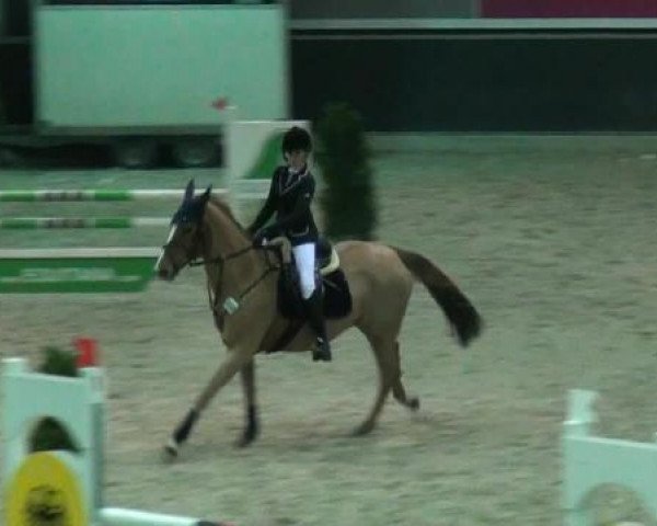 jumper Indoktra (KWPN (Royal Dutch Sporthorse), 1998, from Indoctro) jumper Indoktra (KWPN (Royal Dutch Sporthorse), 1998, from Indoctro)