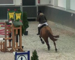 jumper Ronaldos (KWPN (Royal Dutch Sporthorse), 1998, from Sable Rose)