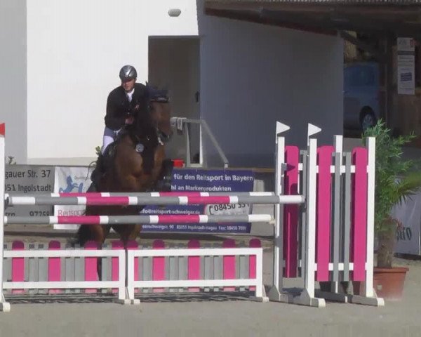 Springpferd Santropez (unbekannt, 1996)