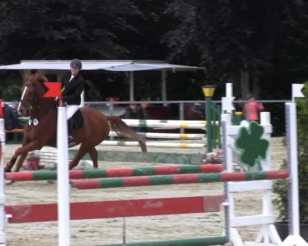 Pferd Pepper G (KWPN (Niederländisches Warmblut), 1997, von Concorde)