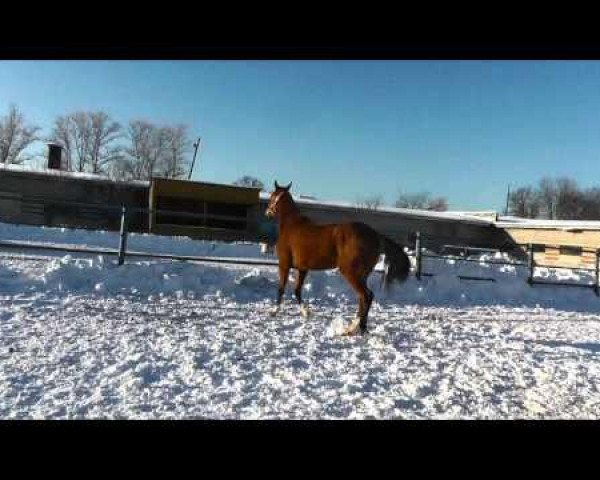 Broodmare Hamat (Achal Tekkiner, 2009, from Alvan)