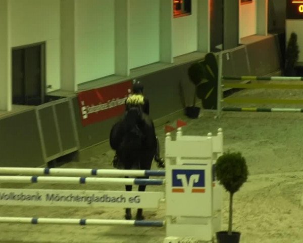 Springpferd Quirine van deVeenweg (KWPN (Niederländisches Warmblut), 1998, von Ed King Hill)