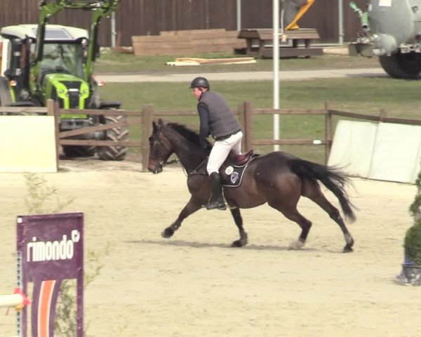 Reitturnier Westergellersen 2021