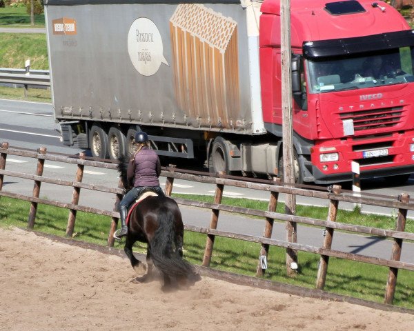Broodmare Naomi (Friese, 2004, from Maiko 373)
