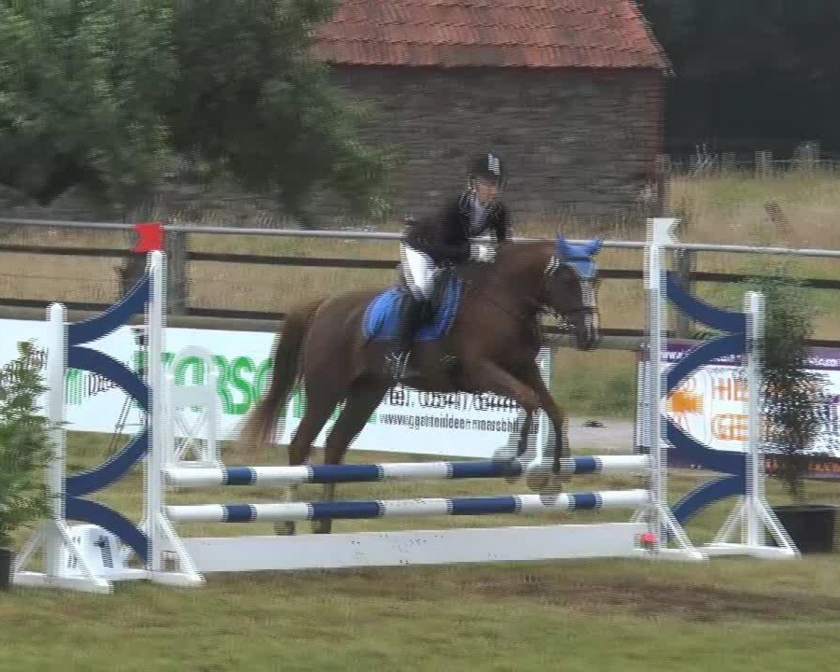 dressage horse Dominik 281 (German Riding Pony, 1996, from Unbekannt Pony)