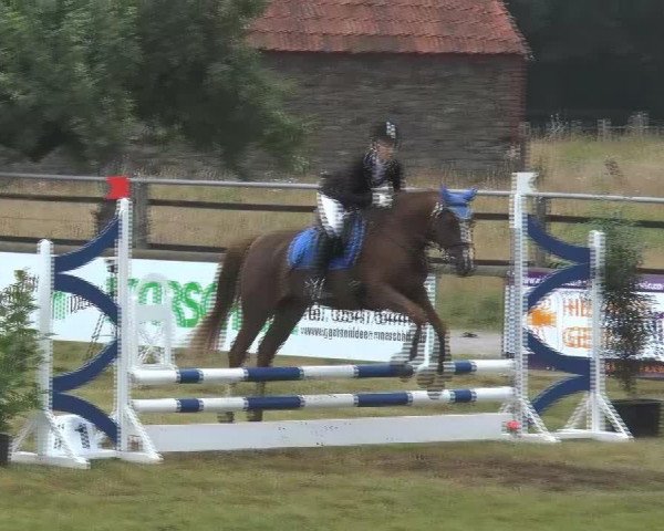 dressage horse Dominik 281 (German Riding Pony, 1996, from Unbekannt Pony)