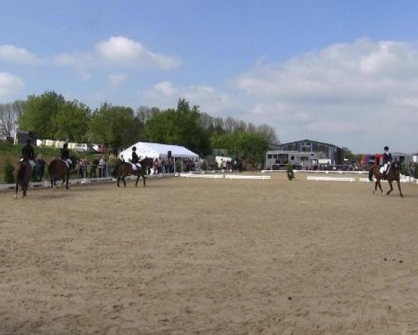 dressage horse Black Jack 83 (unknown, 1996)
