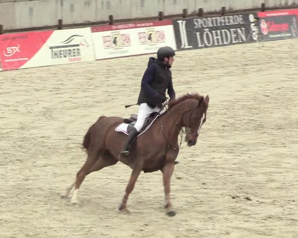 Reitturnier Westergellersen 2021