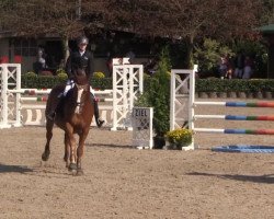 jumper Windekind van het Lindehof (Belgian Warmblood, 1999, from Darco)