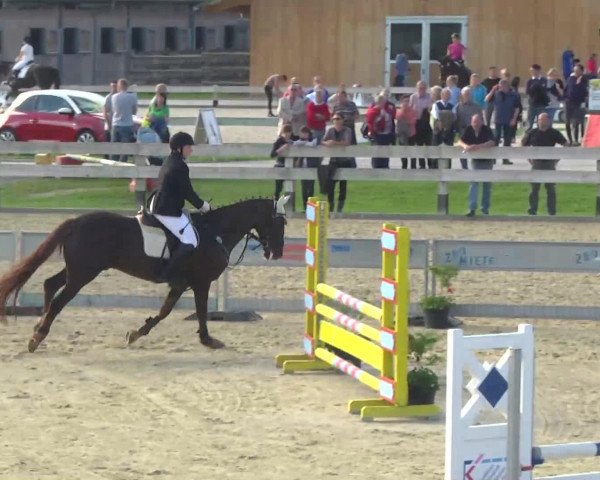 dressage horse Kerry Bash (unknown, 1996, from Robertstown Boy)