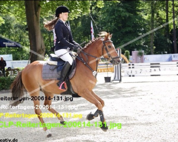 jumper Campari 308 (German Riding Pony, 2008, from Cyriac WE)