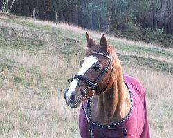 Cavallo Viola 216 (Pony da Sella Tedesco,  )