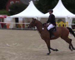 jumper Clueso 6 (Holsteiner, 2008, from Carinjo)