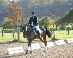 dressage horse Toffifee 28 (unknown, 1999)
