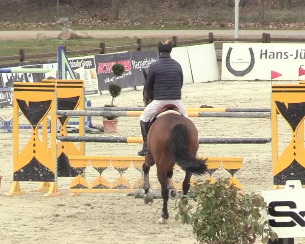 Reitturnier Westergellersen 2021