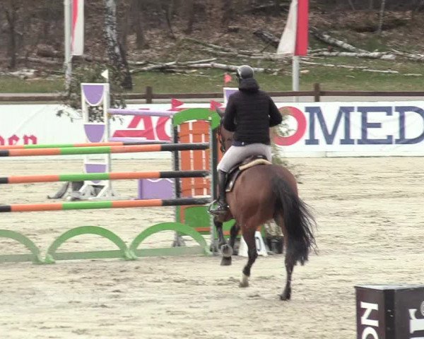 Reitturnier Westergellersen 2021