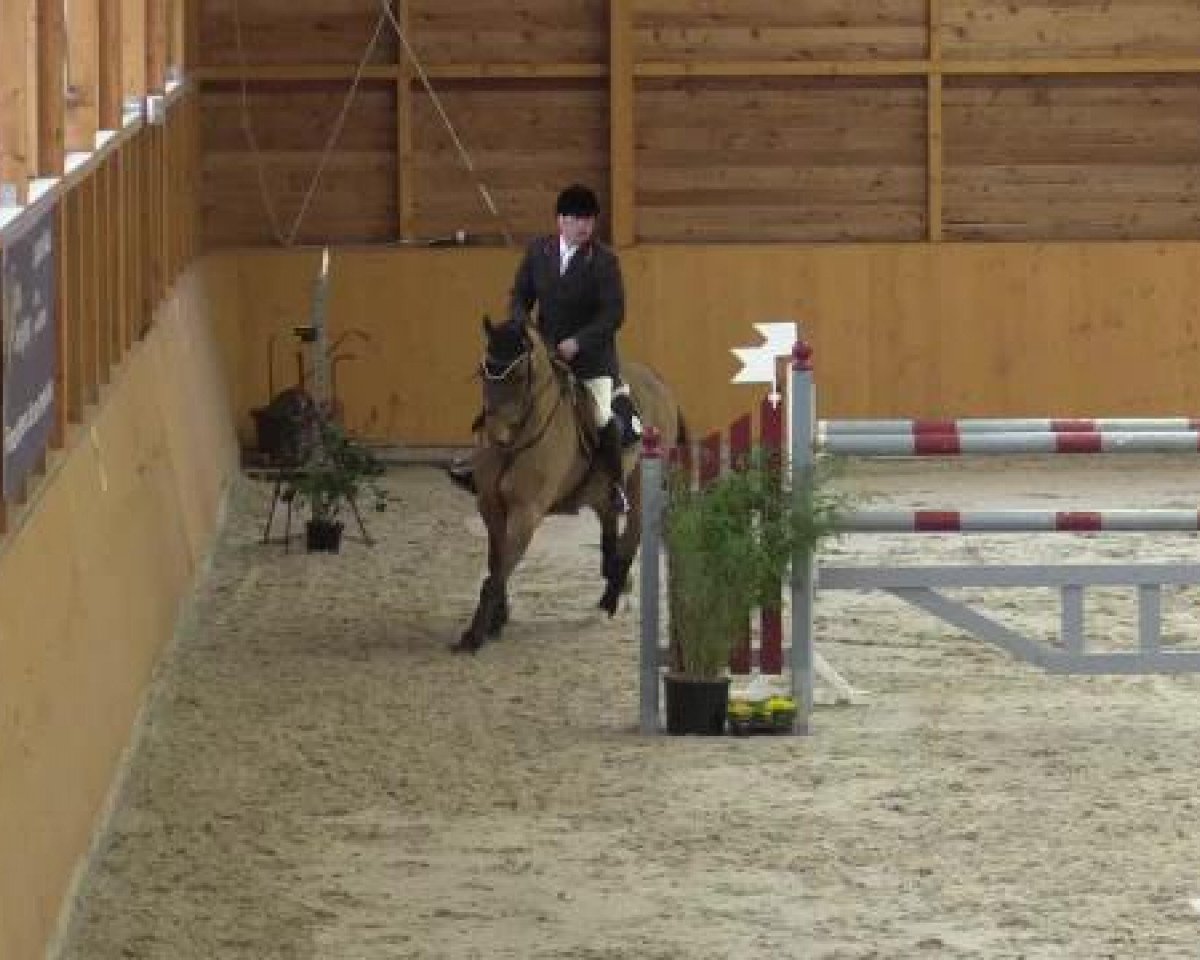 jumper Cinque Cento (KWPN (Royal Dutch Sporthorse), 1996, from Caritas)