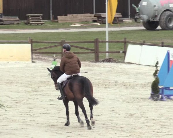 Reitturnier Westergellersen 2021