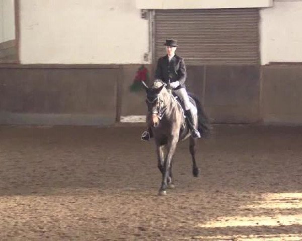 dressage horse Lord Leicester 4 (Austrian Warmblood, 1997, from Liberty Life 125 FIN)
