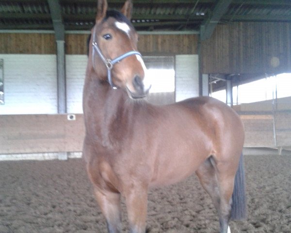 broodmare Cornet´s Prinzipessa (Oldenburg, 2011, from Cornet's Prinz)