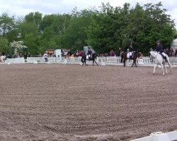 dressage horse Skippy 50 (unknown, 1998)