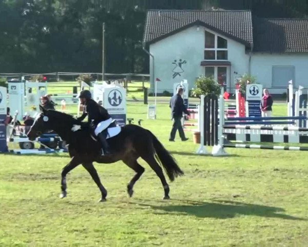 Springpferd Lanacre Tomtit (British Riding Pony, 1996, von Ashfield Miller)