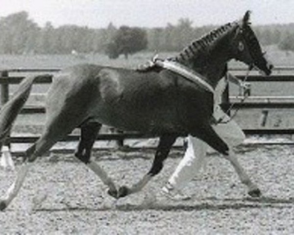 broodmare Carina (Nederlands Rijpaarden en Pony, 1977, from Pobeditel ox)