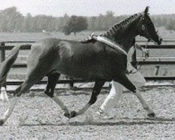 broodmare Carina (Nederlands Rijpaarden en Pony, 1977, from Pobeditel ox)