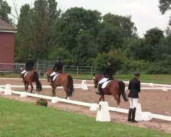 dressage horse Chico 258 (unknown, 1994)