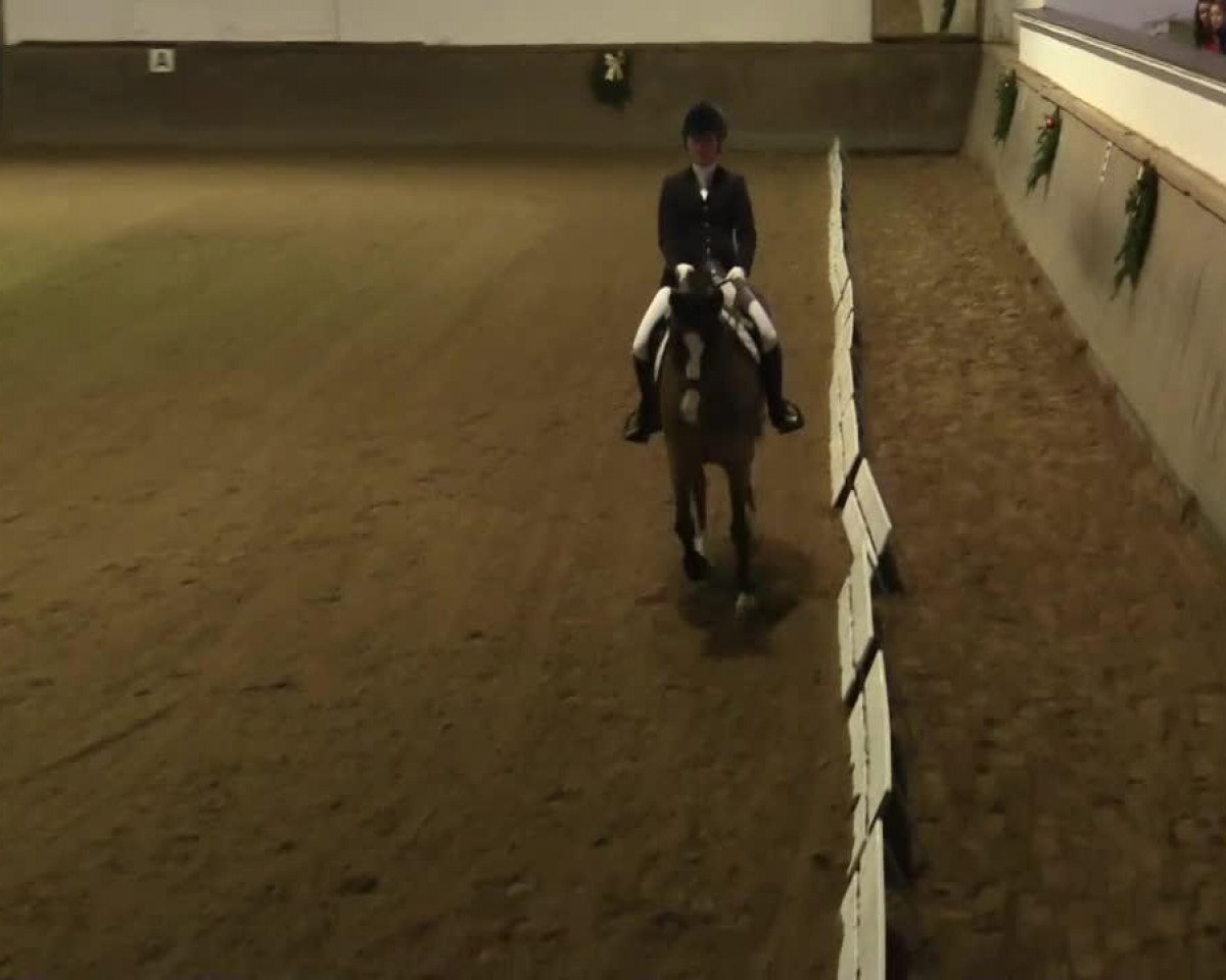 dressage horse Chocolate Chew 2 (unknown, 1997)