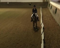 dressage horse Chocolate Chew 2 (unknown, 1997)