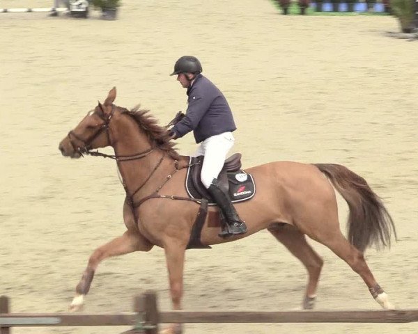 Reitturnier Westergellersen 2021