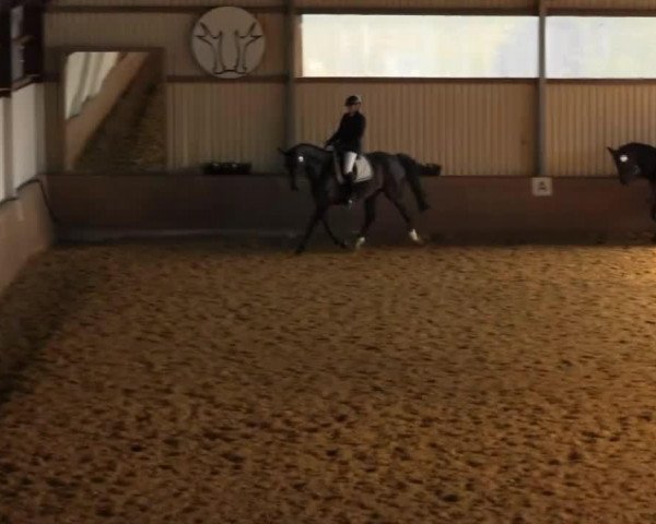 Pferd Dagon (Westfale,  , von Dancing Dynamite)
