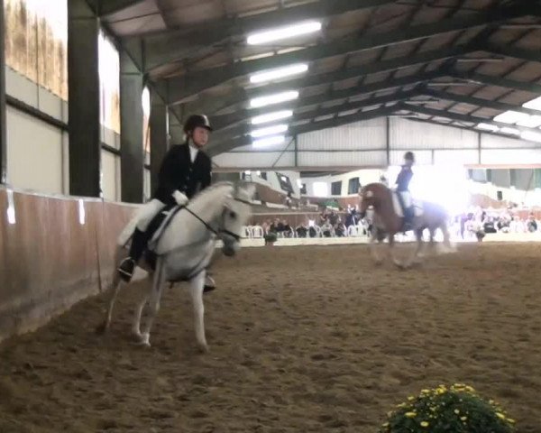 dressage horse Harry 169 (Freiberger, 2005, from Harquis CH)