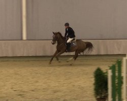 jumper Chicago 132 (Zangersheide riding horse, 2006, from Casmir Z)