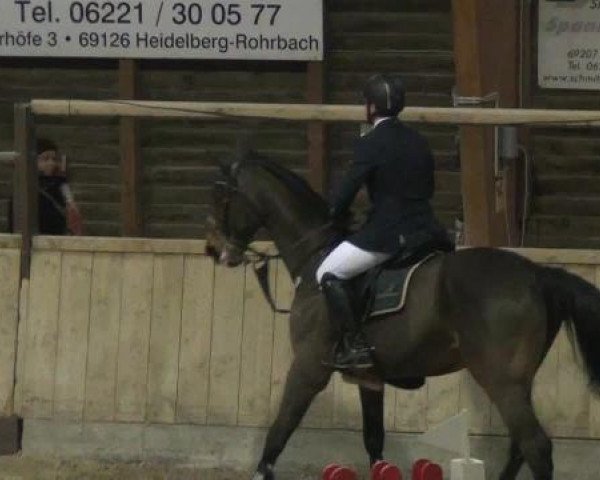 jumper Trebox Tolstoi VH Doornenhof (Belgian Warmblood, 2003, from Bon Ami)