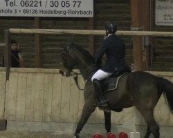 jumper Trebox Tolstoi VH Doornenhof (Belgian Warmblood, 2003, from Bon Ami)