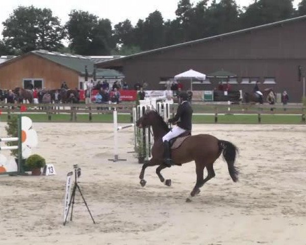 jumper Chardonnay DWD (Belgian Warmblood, 2002, from Voltaire) jumper Chardonnay DWD (Belgian Warmblood, 2002, from Voltaire)