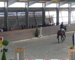 jumper James Bond 26 (Austrian Warmblood, 2003, from Dallas)